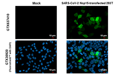 Anti-SARS-CoV-2 (COVID-19) nsp15 antibody [HL1760] used in Immunocytochemistry/ Immunofluorescence (ICC/IF). GTX637410